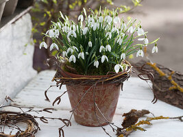 Galanthus in clay pot, small wreath of branches