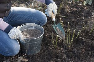 Frau düngt Rosa (Rosen) nach Entfernen des Winterschutzes