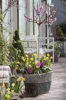 Woman underplanting peach tree (Prunus persica) in basket