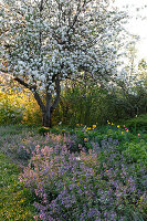 Blühender Apfelbaum (Malus) mit Nepeta (Katzenminze)