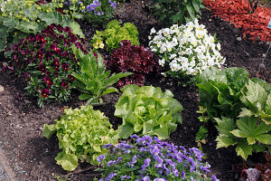 Gemischtes Beet mit Viola cornuta (Hornveilchen) und verschiedenen Salaten (Lactuca)