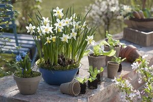 Narcissus 'White Tete' (Narcissus) in enamel bowl, Scilla (Blue Star)