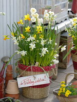 Narcissus 'White Tete a Tete', 'Jetfire', 'Bridal Crown' (Daffodils)