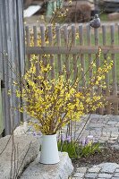 Strauß aus Zweigen von Forsythia (Goldglöckchen) in weißer Kanne