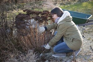 Frau schneidet Sedum telephium (Fetthenne) im März zurück