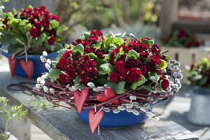 Primula Belarina 'Valentine' with wreath from Salix