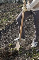 Woman dividing Aster novi-belgii (smooth-leaved aster) with spade