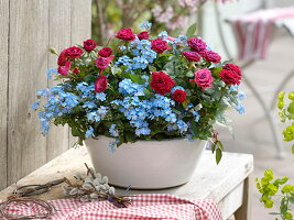 Rosa (Topf-Röschen) und Myosotis 'Myomark' (Vergißmeinnicht)