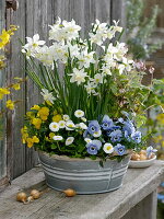 Zinc tray filled with Narcissus 'White Tete' (Narcissus), Tiarella 'Morning Star'.