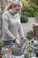 In autumn, planting a wicker box for spring