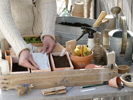 Sowing tomatoes, peck and sauté