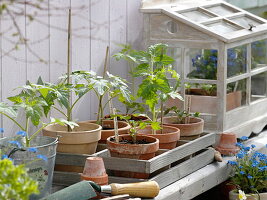 Sowing tomatoes, peck and sauté