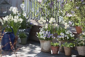 Narcissus 'Abba' (daffodils), Viola cornuta (horned violet) and Bellis