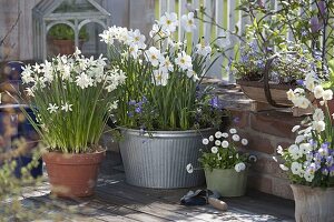 Narcissus 'White Tete a Tete' 'Poeticus' (Narzissen), Anemone blanda