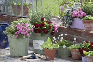 Herbs and edible flowers