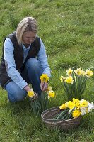 Frau schneidet Narcissus (Narzissen) im Rasen