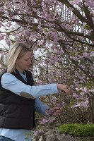 Woman cutting branches of Prunus 'Accolade' (ornamental cherry)