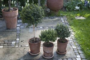 Myrtus communis (Myrten-Stämmchen) in Terracotta-Töpfen mit Untersetzer