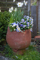 Terracotta-Topf bepflanzt mit Viola cornuta 'Etain' (Hornveilchen)