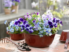 Old enamel bowl planted with Viola wittrockiana (pansy)