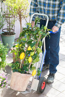 Man brings Citrus limon (lemon) from the winter quarters with a hand truck