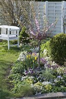 Prunus triloba (Almond tree) in spring bed with Erysimum (Golden violet)