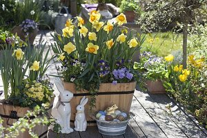 Wooden troughs with Narcissus 'Cairngorm' yellow-white, 'Delibes' yellow-orange (daffodils)
