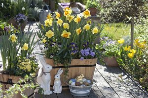 Holztröge mit Narcissus 'Cairngorm' gelbweiß, 'Delibes' gelborange (Narzissen