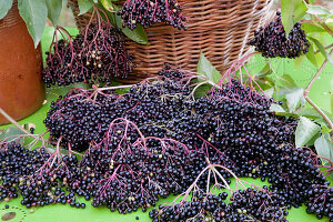 Noun: freshly harvested elderberries (Sambucus nigra)