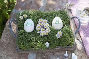 Blossoms of Bellis (daisy) in an egg shape placed between Easter eggs