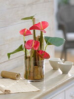 Modern bouquet of anthurium (flamingo flowers) in glass container