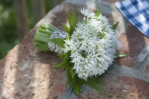 Small bouquet of flowering wild garlic (Allium ursinum)