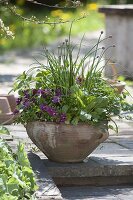 Viola cornuta, lemon balm, chives