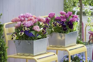 Tulipa 'Pink Star' & 'Lilac Star' (double tulips), Viola wittrockiana