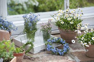 Bellis perennis (daisy) in terracotta pots, wreaths