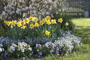 Blühende Amelanchier (Felsenbirne) mit Narcissus (Narzissen), Myosotis (Vergissmeinnicht)