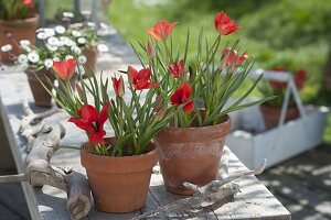 Tulipa linifolia (Leinblättrige Tulpen, Wildtulpen) in Tontöpfen