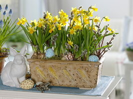 Narcissus 'Tete a Tete' (Narzissen) in handgetöpfertem Keramik-Kasten