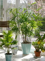 Winter garden with Rhapis (holly palm), Livistona (fan palm), Citrus