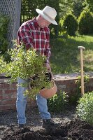Mann pflanzt Heidelbeere mit Torf ins Beet