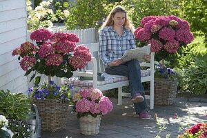 Schattenterrasse: Hydrangea macrophylla 'Amsterdam' (Hortensie)