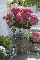 Hydrangea macrophylla 'Amsterdam' (Hortensie)