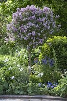 Scented border with Syringa meyeri 'Palibin' (dwarf lilac), Aquilegia (columbine)