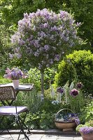 Scented bed with Syringa meyeri 'Palibin' (dwarf lilac)