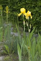 Iris barbata-elatior (Schwertlilien), Asphodeline lutea (Junkerlilien) und T