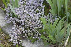 Flowering thyme (Thymus vulgare) as ground cover