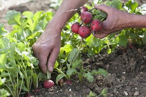 Harvesting radishes (Raphanus sativus)