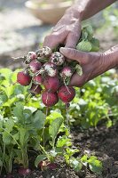 Harvesting radishes (Raphanus sativus)