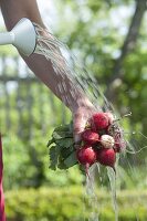 Wash freshly harvested radishes (Raphanus sativus) under water