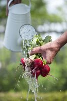 Frisch geerntete Radieschen (Raphanus sativus) unter Wasser abwaschen